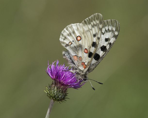 smGVA_9538_g Mountain Apollo (Parnassius apollo) feeding on a thistle flower, Laggintal Valley, Valais, Switzerland