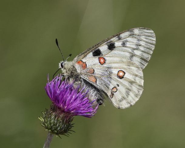 smGVA_9542_g Mountain Apollo (Parnassius apollo) feeding on a thistle flower, Laggintal Valley, Valais, Switzerland