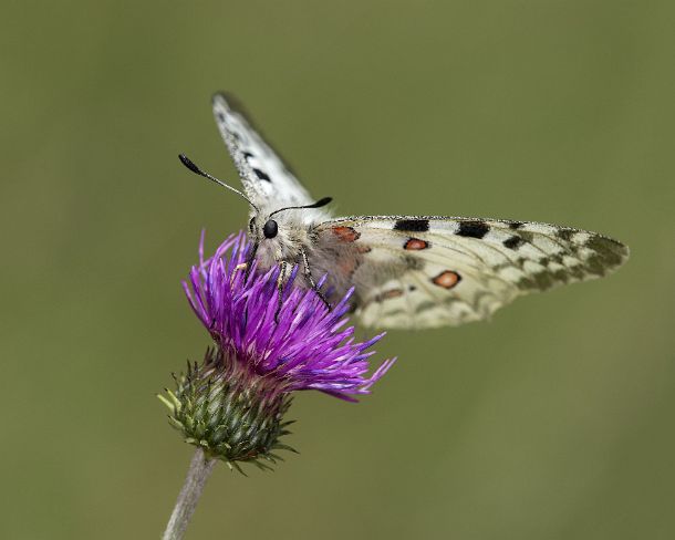 smGVA_9552_g Mountain Apollo (Parnassius apollo) feeding on a thistle flower, Laggintal Valley, Valais, Switzerland