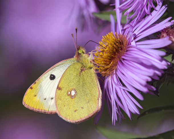 smGVA_MSC_4r0043_g Butterfly Mountain Clouded Yellow (Colias phicomone), Ovronnaz, Valais, Switzerland