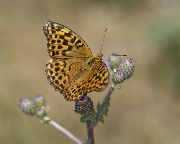 smGVA_MSC_4r0925_g Silver-washed fritillary (Kaisermantel), (Argynnis paphia), Ovronnaz, Valais, Switzerland