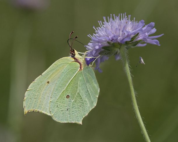 smGVA_MSC_4r5415_g Butterfly Common Brimstone (Gonepteryx rhamni), Ovronnaz, Valais, Switzerland