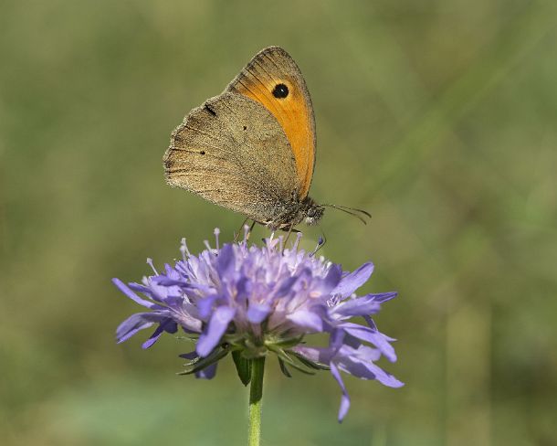 smGVA_MSC_4r6165_g Butterfly Meadow Brown (Maniola jurtina), Ovronnaz, Valais, Switzerland