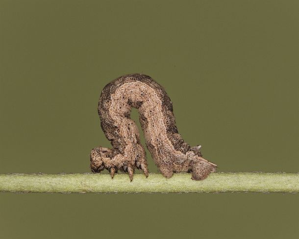 smGVA_MSC_4r9551_g Caterpillar of the Geometer moth Gnophos furvata, Ovronnaz, Valais, Switzerland