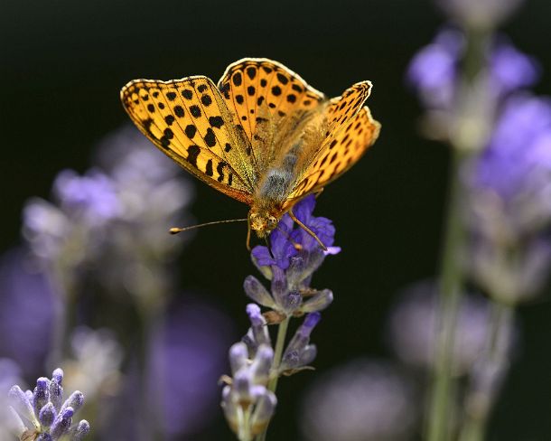 smGVA_MSC_c4t6663_g Queen of Spain fritillary (Issoria lathonia) on a lavender flower, Valais, Switzerland