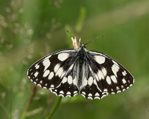 smGVA_MSC_c4t7242_g Marbled White butterfly (Melanargia galathea), Valais, Switzerland