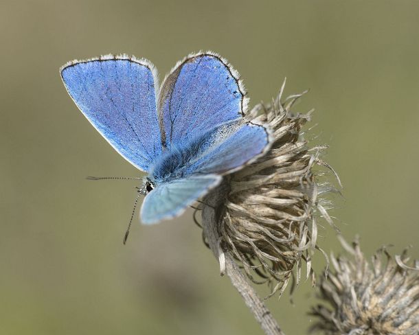 smsm_MSC_cu1040_g Common blue butterfly (Polyommatus icarus), male with an iridescent lilac blue at the dorsal side of the wings, Lycaenidae family, Valais, Switzerland