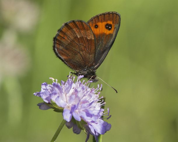 smsm_MSC_u8501_g Erebia montana, a satyrid butterfly of the Brush-footed butterflies family (Nymphalidae), Valais, Switzerland