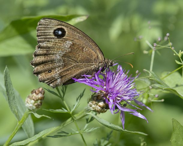 smsm_MSC_u9344_g Erebia neoridas, a satyrid butterfly of the Brush-footed butterflies family (Nymphalidae), Valais, Switzerland