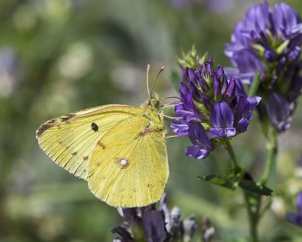 smsm_MSC_u9685_g Clouded Yellow (Colias croceus), a butterfly of the Pieridae family, Valais, Switzerland