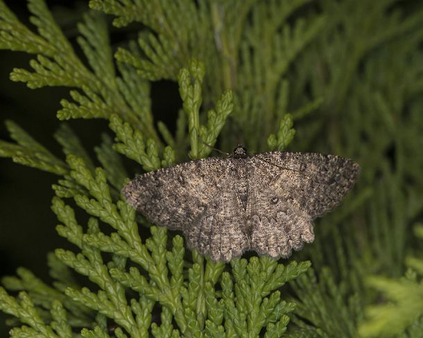 smGVA_0341_g The annulet (Charissa obscurata), Ovronnaz, Valais, Switzerland