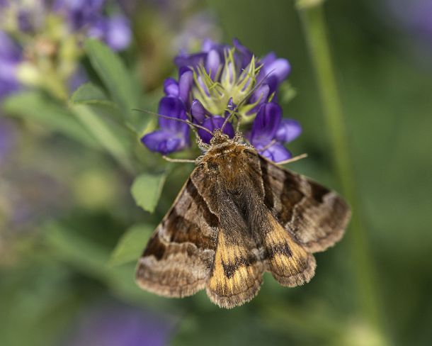 smGVA_0901_g Burnet companion moth (Euclidia glyphica), Ovronnaz, Valais, Switzerland