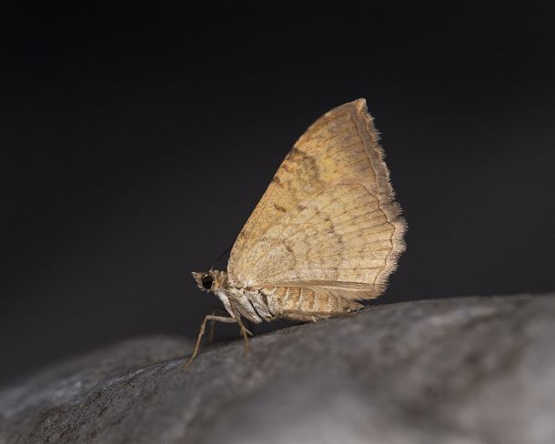 smGVA_2098_g The dingy shell (Euchoeca nebulata), Ovronnaz, Valais, Switzerland