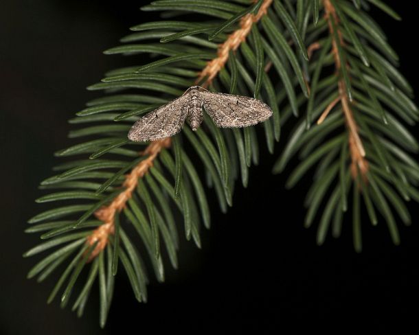 smGVA_2733_g Dwarf Pug (Eupithecia tantillaria), Ovronnaz, Valais, Switzerland