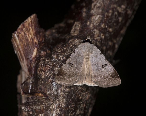 smGVA_7887_g Bordered straw (Heliothis peltigera), Ovronnaz, Valais, Switzerland