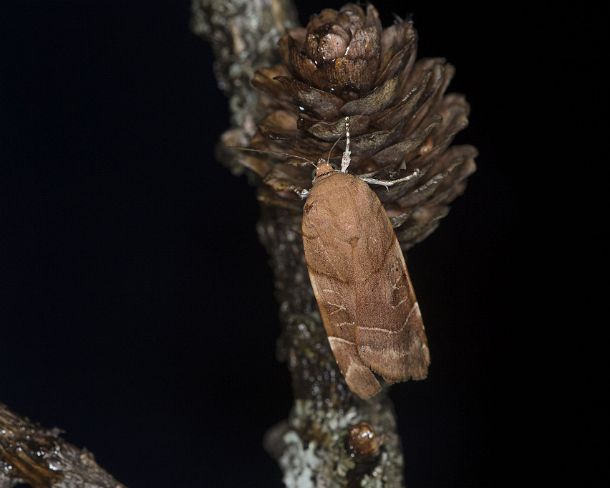 smGVA_8801_g Broad-bordered yellow underwing (Noctua fimbriata), Ovronnaz, Valais, Switzerland