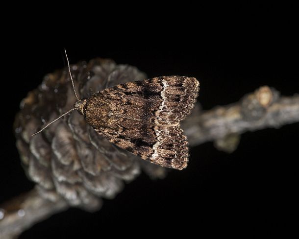 smGVA_9047_g Copper underwing (Amphipyra pyramidea), Ovronnaz, Valais, Switzerland