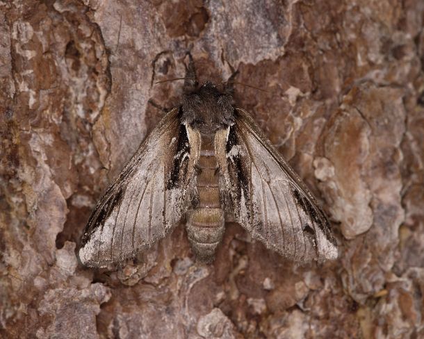 smgva_CH_4s0373_g Lesser swallow prominent (Pheosia gnoma), Ovronnaz, Valais, Switzerland