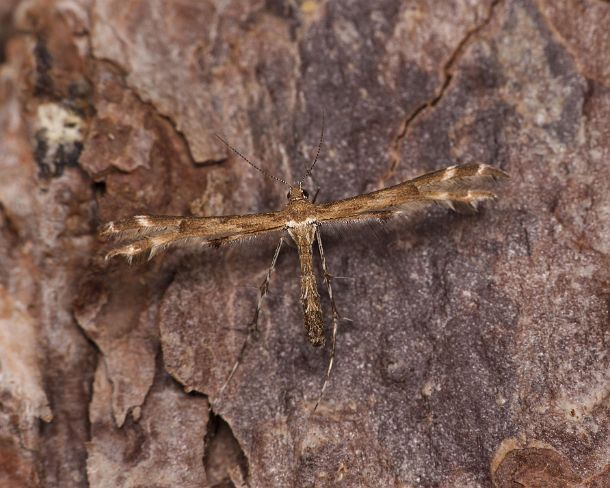 smgva_CH_4s1626_g Plume moth Amblyptilia acanthadactyla, Ovronnaz, Valais, Switzerland