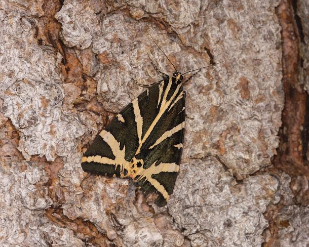 smgva_CH_4s2259_g Night butterfly Jersey Tiger (Euplagia quadripunctaria), Ovronnaz, Valais, Switzerland