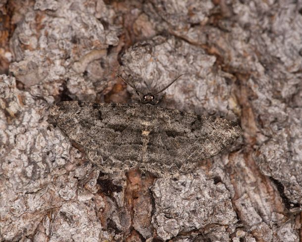 smgva_CH_4s2350_g Brindled white-spot (Parectropis similaria), Ovronnaz, Valais, Switzerland