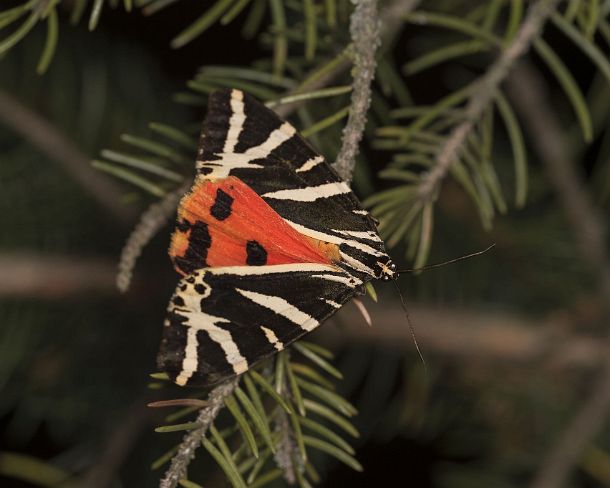 smgva_CH_4s2420_g Night butterfly Jersey Tiger (Euplagia quadripunctaria), Ovronnaz, Valais, Switzerland