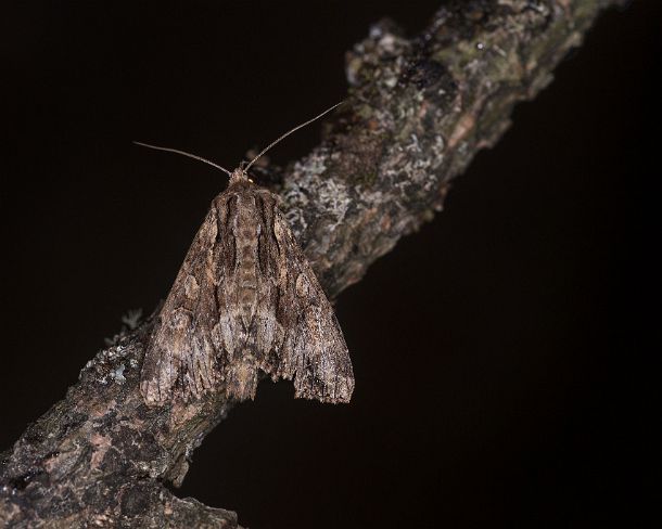 smgva_CH_4s8956_g Light brocade (Lacanobia w-latinum), Ovronnaz, Valais, Switzerland