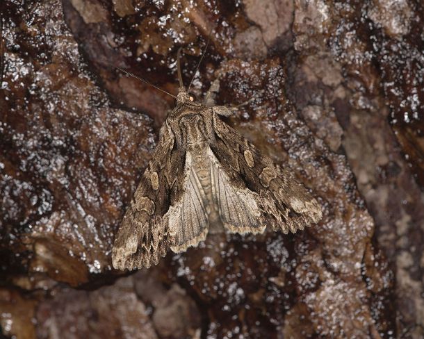 smgva_CH_4s9079_g Light brocade (Lacanobia w-latinum), Ovronnaz, Valais, Switzerland