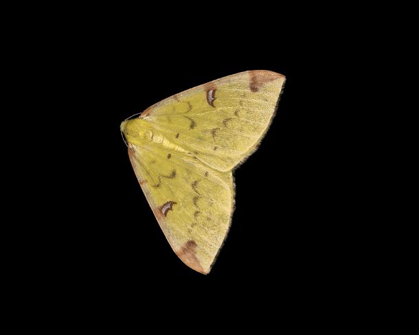 smgva_MSC_4s0253_g Brimstone moth (Opisthograptis luteolata), Ovronnaz, Valais, Switzerland