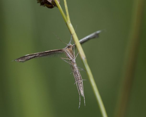 smgva_MSC_4s8405_g Plum moth Stenoptilia coprodactylus, Ovronnaz, Valais, Switzerland