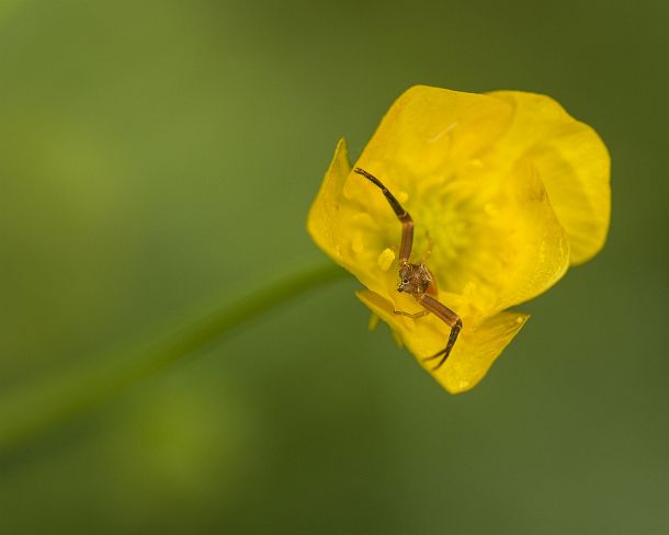 smGVA_MSC_4r3433_g Male of Pink crab spider (Thomisus onustus), Ovronnaz, Valais, Switzerland