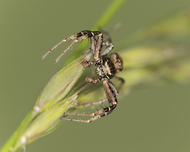 smGVA_MSC_4r9686_g Crab Spider Xysticus sp, Ovronnaz, Valais, Switzerland