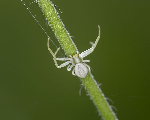 smGVA_MSC_c4t6085_g Crab spider Misumena vatia, femaile, Valais, Switzerland