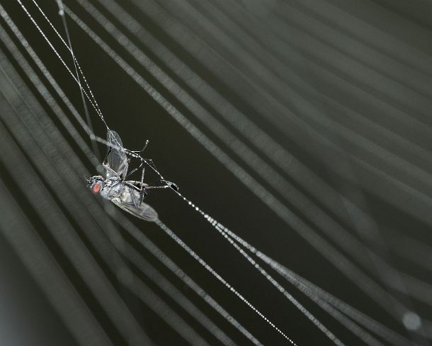 smGVA_MSC_c4t8758_g A fly being caught in the sticky glue droplets covering the capture threads of the European garden spider (Araneus diademus) web, Valais, Switzerland