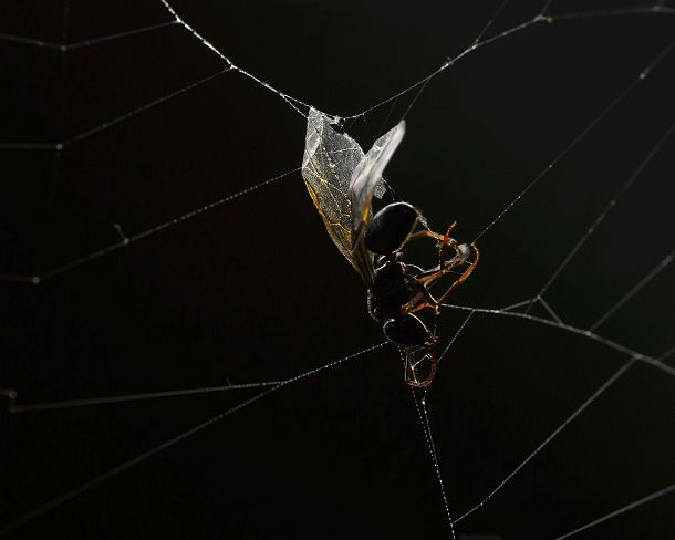 smGVA_MSC_c4t9053_g Young winged ant queen being caught during her nuptial flight in the sticky glue droplets covering the capture threads of the European garden spider (Araneus...