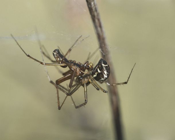 smsm_MSC_u0777_g Mating of Linyphia triangularis, a spider from the Linyphiidae family, the male is using its pedipalps tp transfer sperm droplets to the female, Valais,...