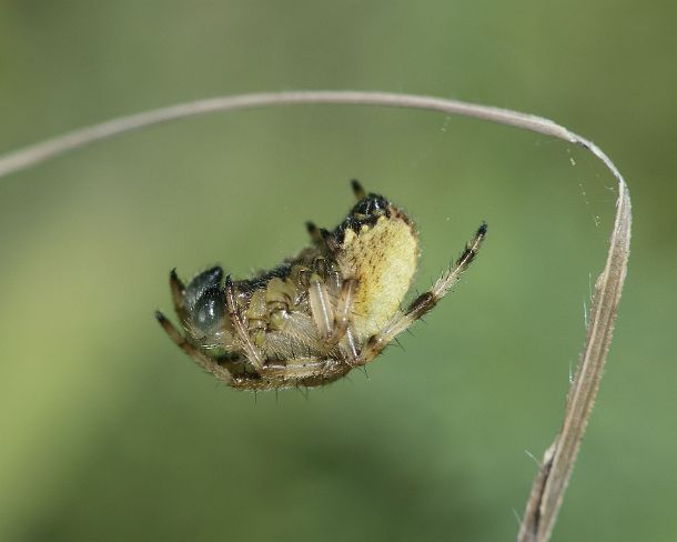 smsm_MSC_u8383_g Four-spot orb-weaver (Araneus quadratus), family of Orb web weavers family (Aranidae), Valais, Switzerland