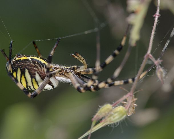 smsm_MSC_u8886_g Wasp spider (Argiope bruennichi), Orb-weaver spider family (Aranidea), Valais, Switzerland