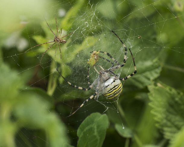 smsm_MSC_u8926_g A Linyphiat dwarf spider lurking in the web of a wasp spider (Argiope bruennichi) trying to pick of its prey, Orb-weaver spider family (Aranidea), Valais,...