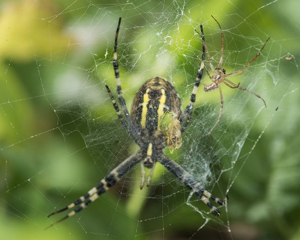 smsm_MSC_u8952_g A Linyphiat dwarf spider lurking in the web of a wasp spider (Argiope bruennichi) trying to pick of its prey, Orb-weaver spider family (Aranidea), Valais,...