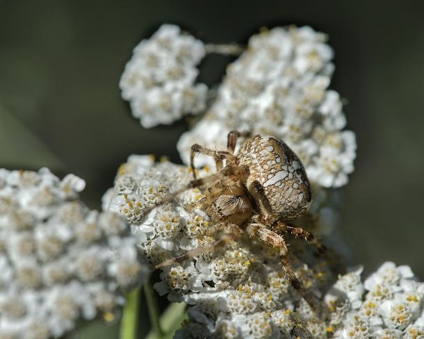 smsm_MSC_u9856_g European garden spider (Araneus diadematus), Valais, Switzerland