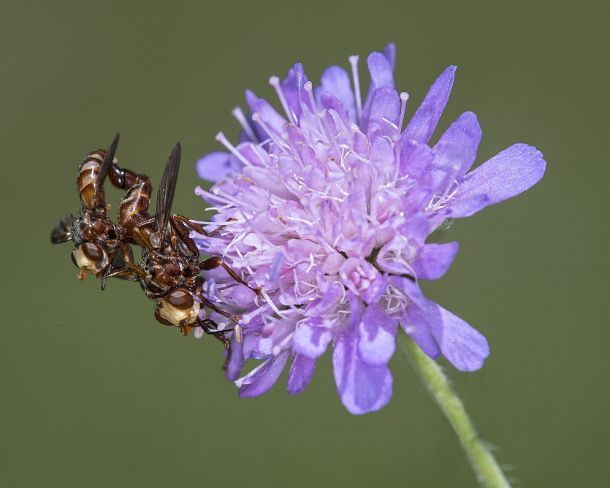 smGVA_MSC_4r0080_g Thick-headed flies (Sicus ferrugineus) in copula, Ovronnaz, Valais, Switzerland