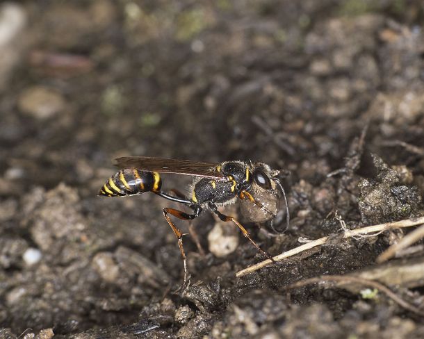 smGVA_MSC_4s0197_g Asian mud-dauber wasp (Sceliphron curvatum) collecting mud for building brood cells, Ovronnaz, Valas, Switzerland