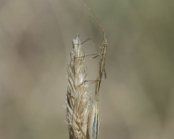 smGVA_MSC_cu0615_g Mating of a straw yellow, well-camouflaged Italian tree cricket (Oecanthus pellucens), Suborder Ensifera, Valais, Switzerland