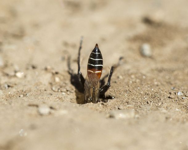 smGVA_MSC_cu1287_g Female of Prionyx kirbii, a thread-waisted wasp, from the Sphecidae family, digging a tunnel in sandy soil, preparing vor nesting, Valais, Switzerland