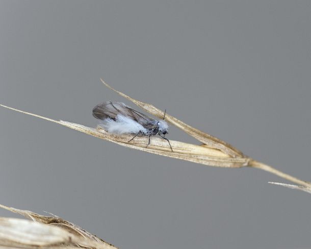 smgva_MSC_4s3660_g Winged imago of woolly beech aphids (Phyllaphis fagi), which excrete white to bluish-white wax threads, giving them a woolly appearance, Ovronnaz, Valais,...