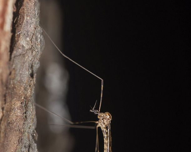 smgva_MSC_4s3764_g Crane fly (genus Nephrotoma), Ovronnaz, Valais, Switzerland