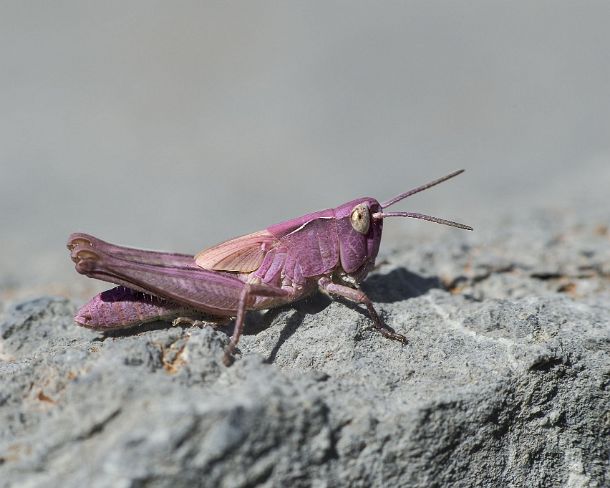 smsm_MSC_u0141_g Pink color variant (erythrism) of a nymph of the Common field grasshopper (Chorthippus brunneus), a Short-horned grasshopper from the Acrididae family, Valais,...