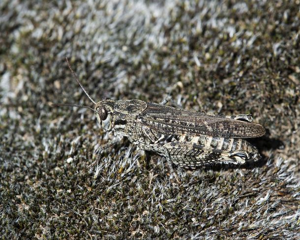 smsm_MSC_u0725_g Well camouflaged grasshopper species Bryodemella tuberculata of the Acrididae family, Valais, Switzerland