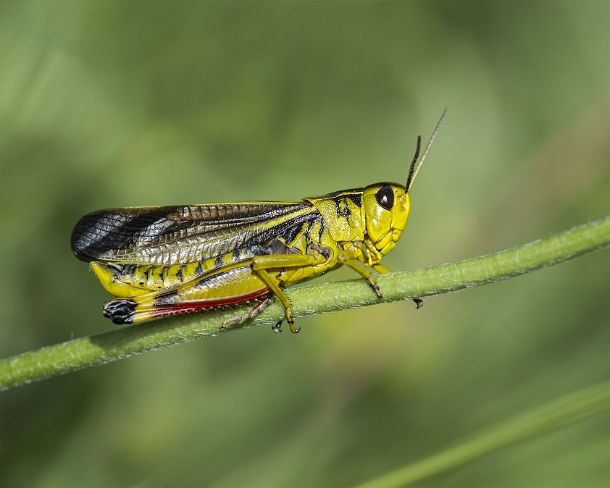 smsm_MSC_u8623_g Large banded grasshopper (Arcyptera fusca), male, a Short-horned grasshopper from the Acrididae family, Valais, Switzerland